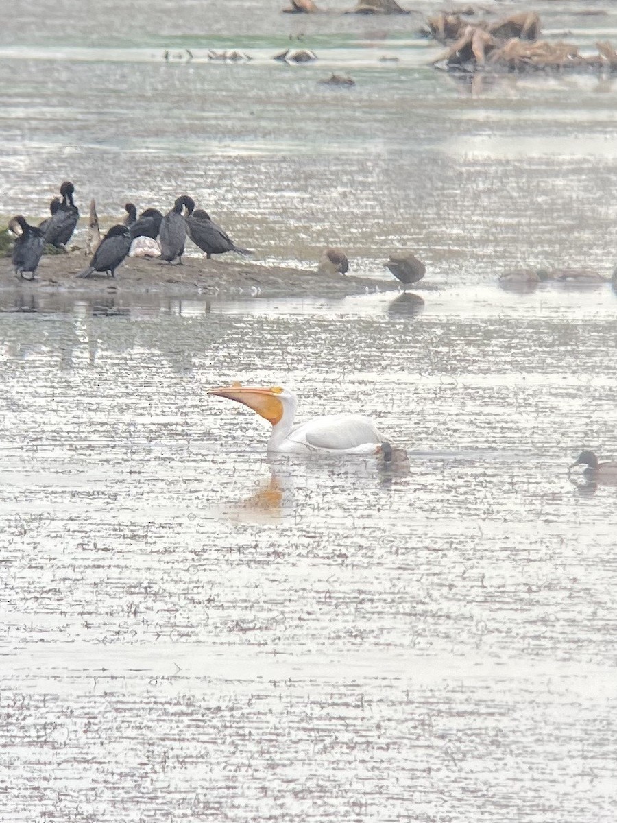 American White Pelican - ML240346291