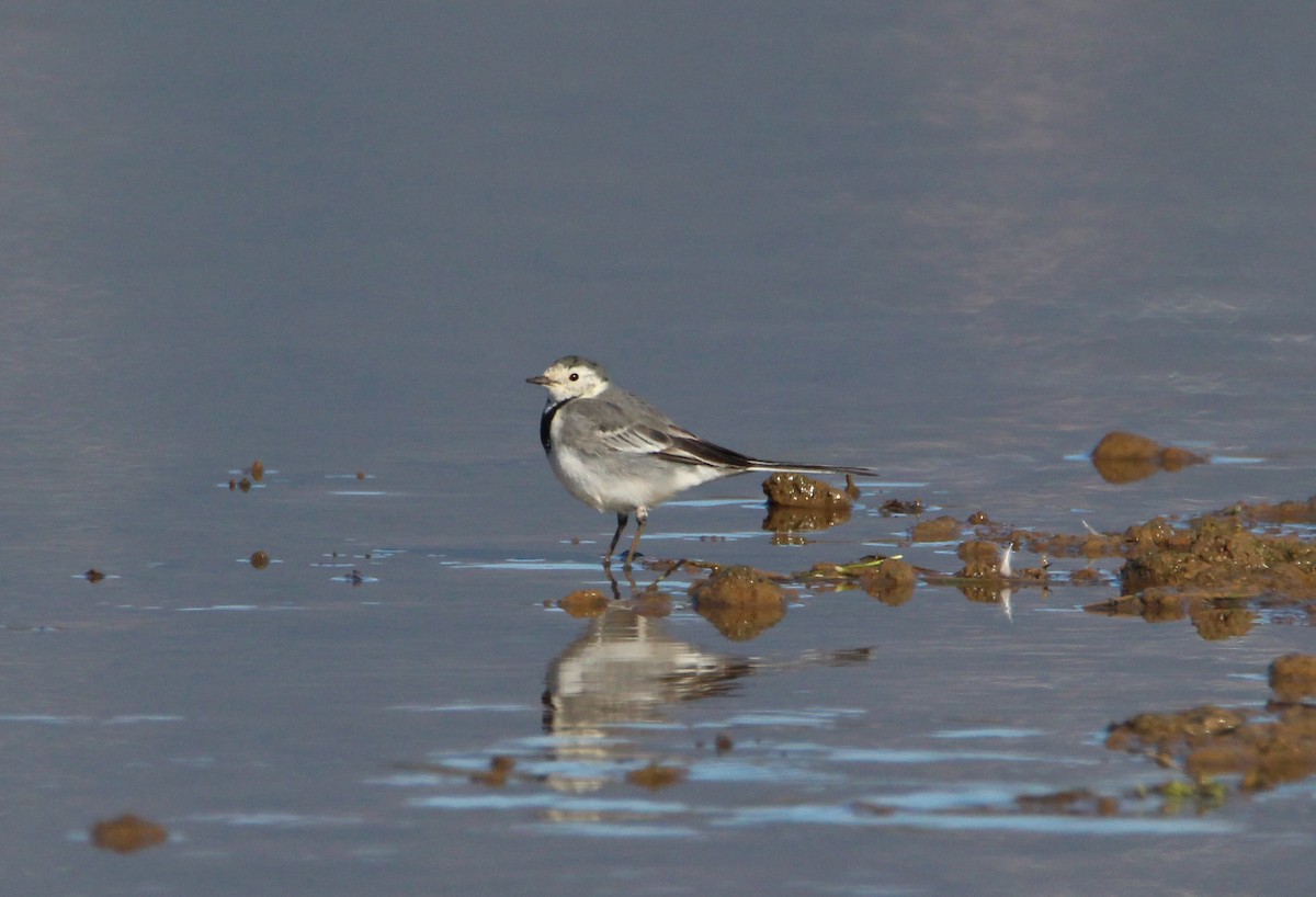 White Wagtail - ML240347291