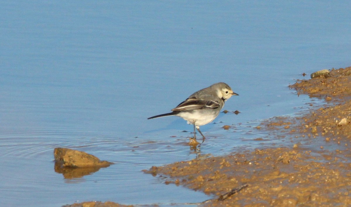 White Wagtail - ML240347331