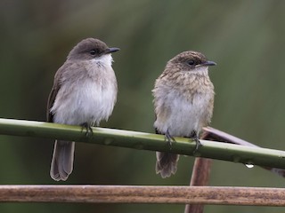 Adult and juvenile - Swamp Flycatcher