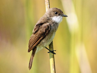 Adult - Swamp Flycatcher