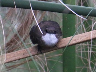  - Swamp Flycatcher