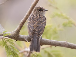 Juvenile - Swamp Flycatcher