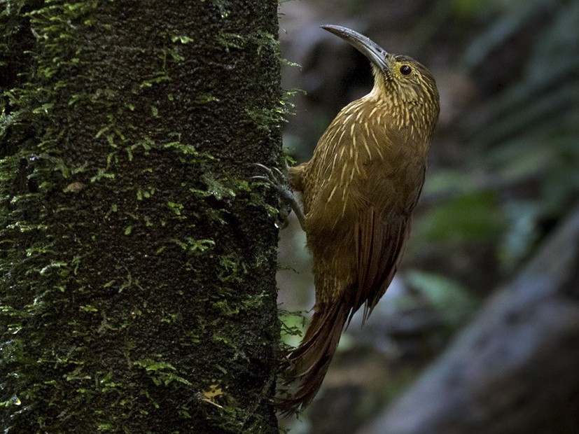 Strong-billed Woodcreeper