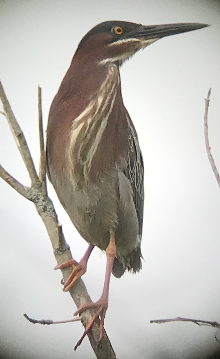Green Heron - ML240347801