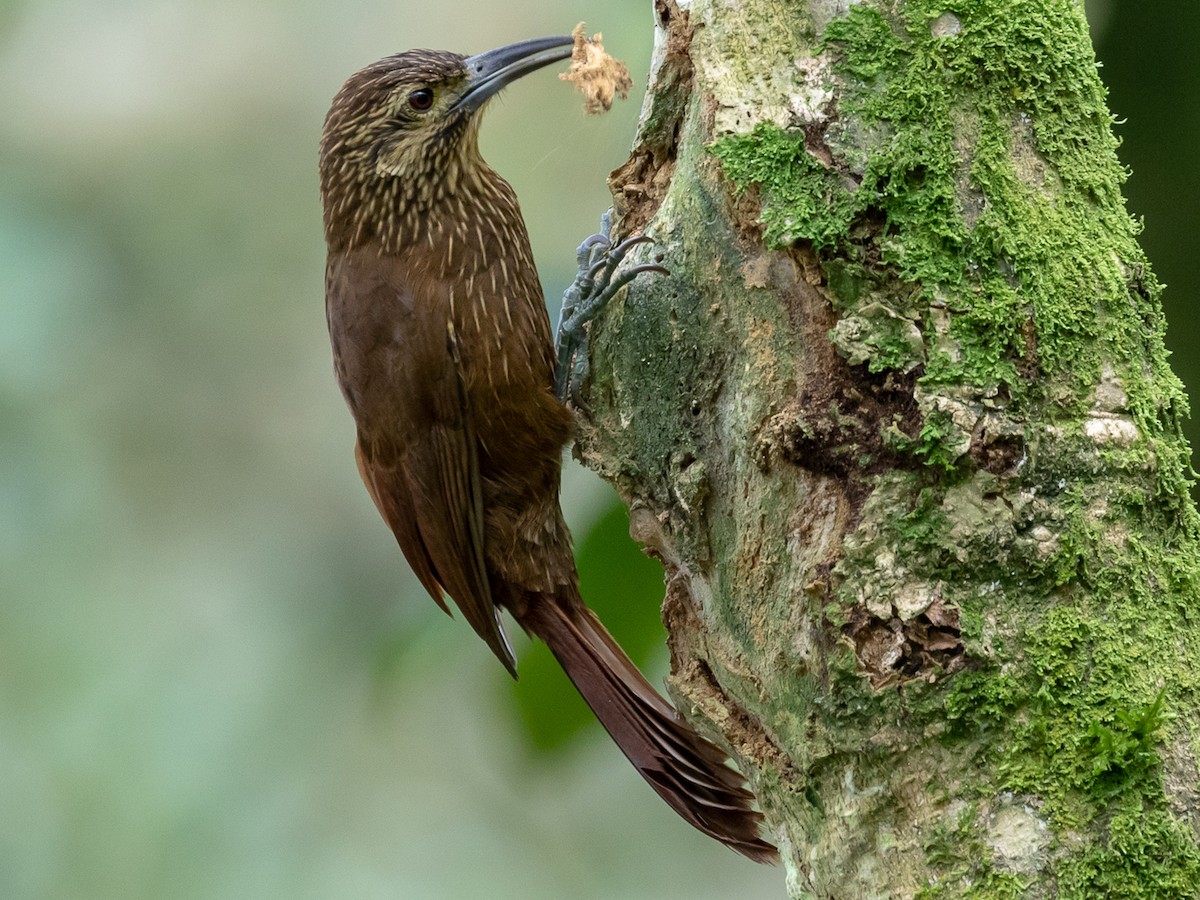 Strong-billed Woodcreeper