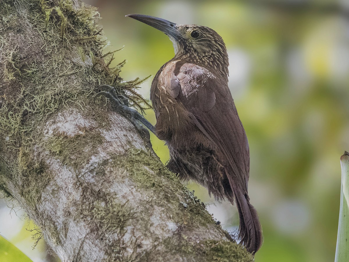 Strong-billed Woodcreeper