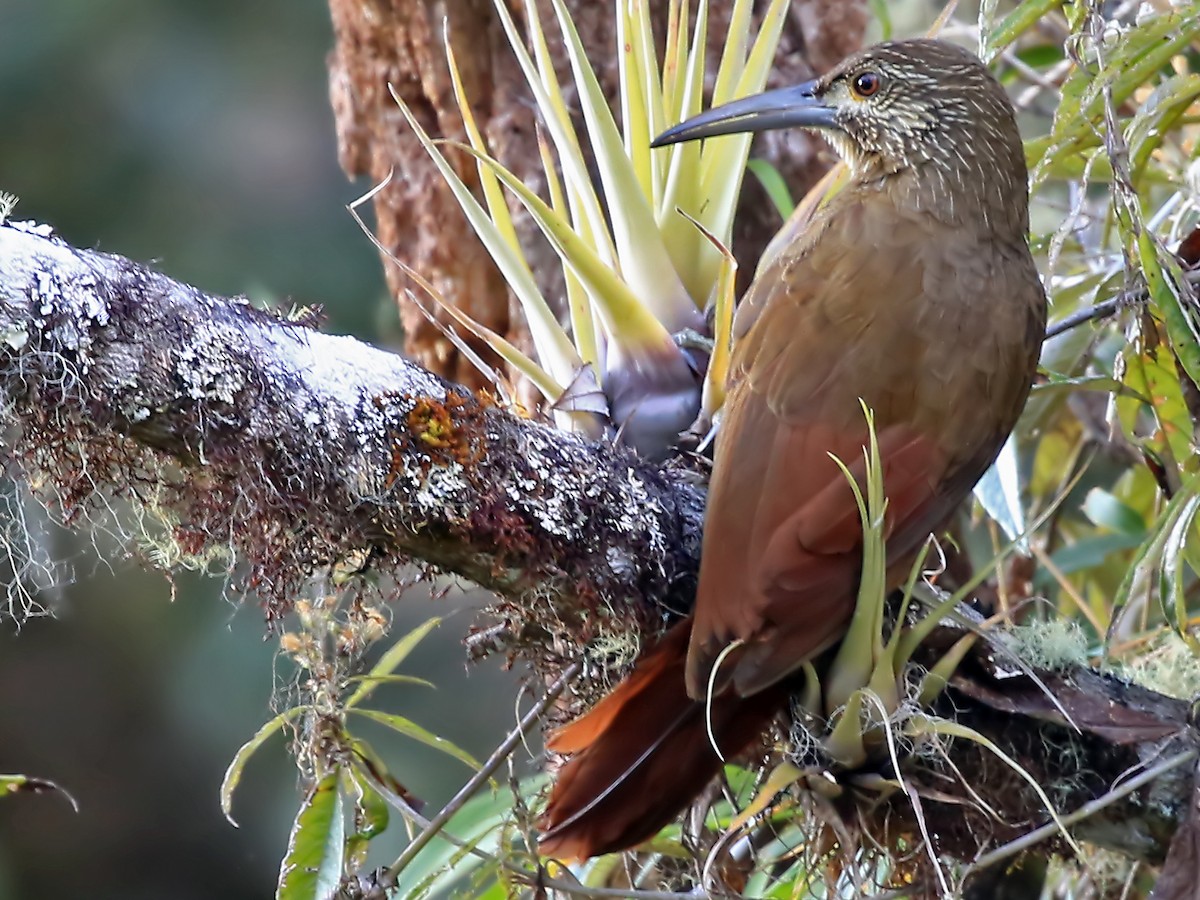 Strong-billed Woodcreeper