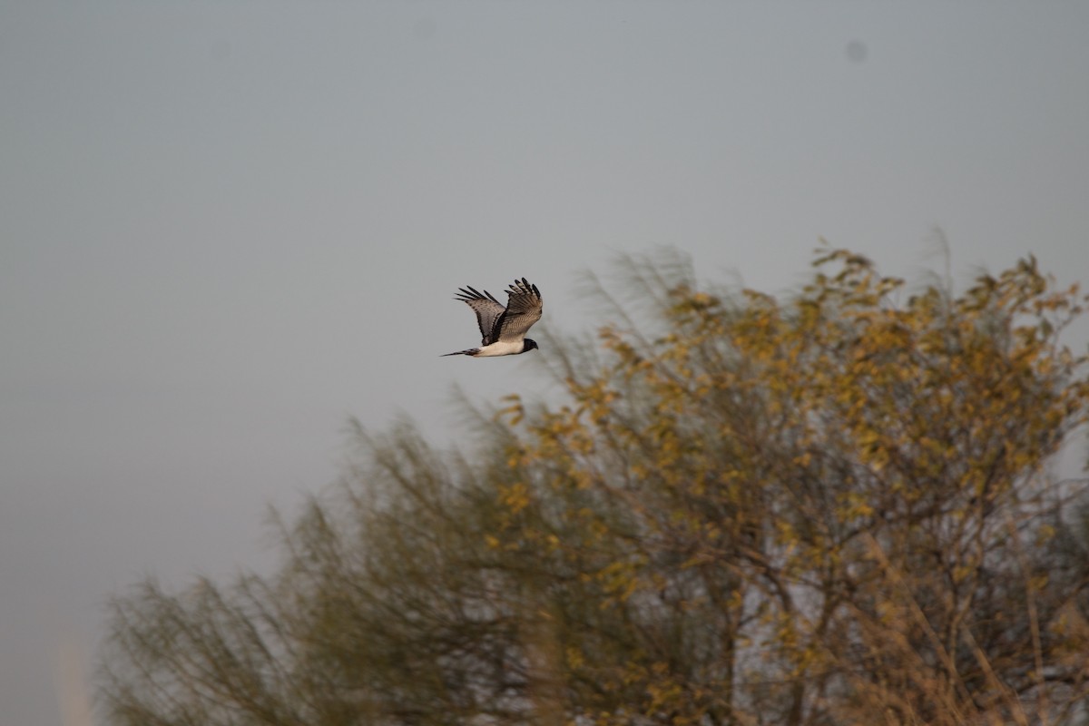 Long-winged Harrier - ML240348431