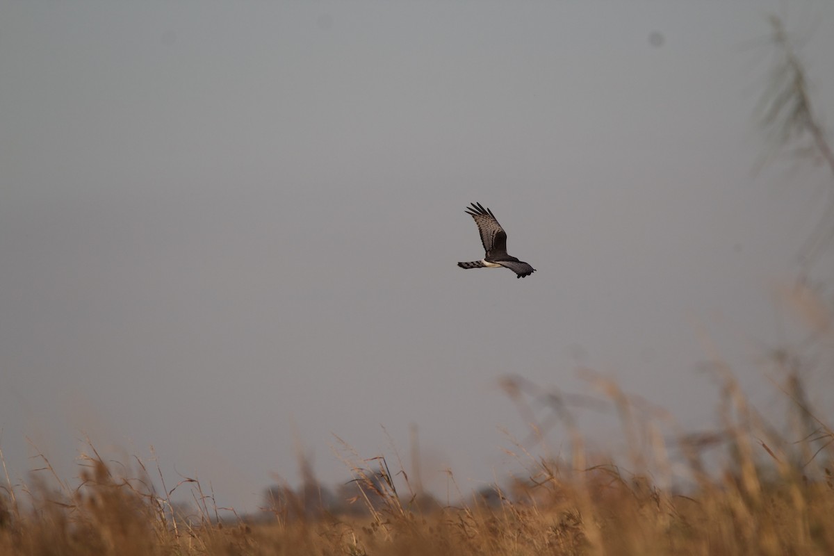 Long-winged Harrier - ML240348671