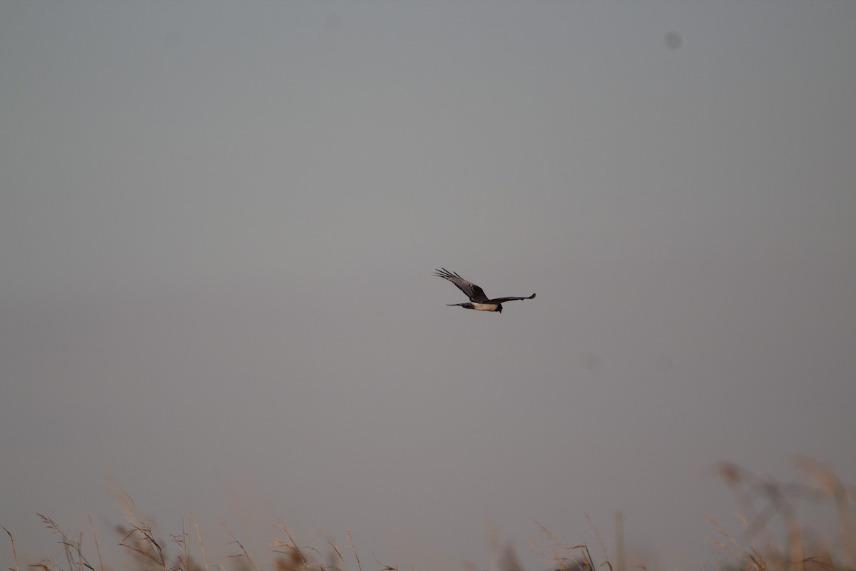 Long-winged Harrier - ML240348691