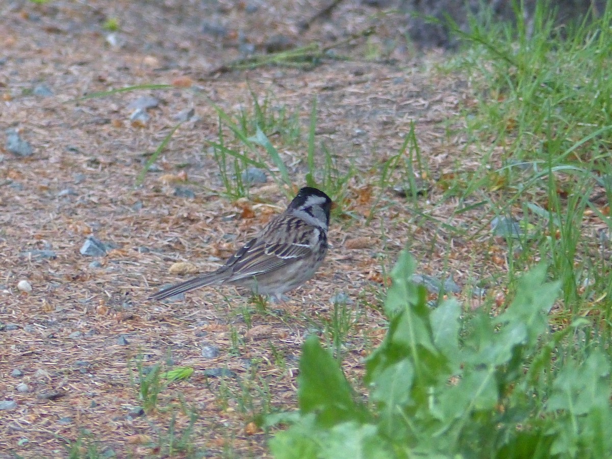 Harris's Sparrow - ML240350181