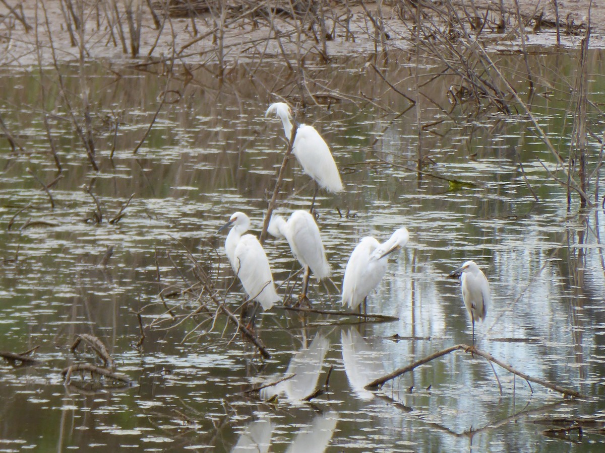 Aigrette neigeuse - ML240351541