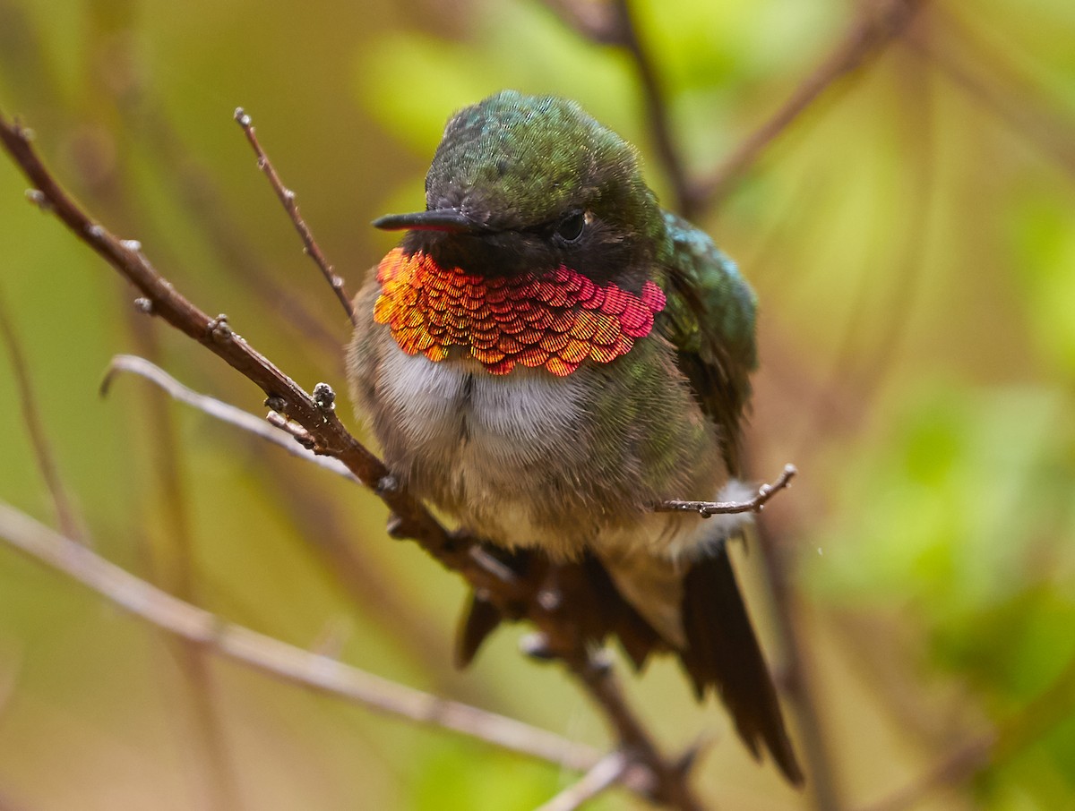Ruby-throated Hummingbird - ML240351551