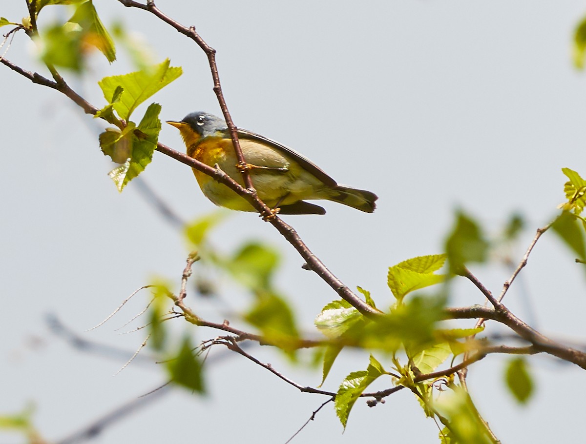 Northern Parula - ML240351791