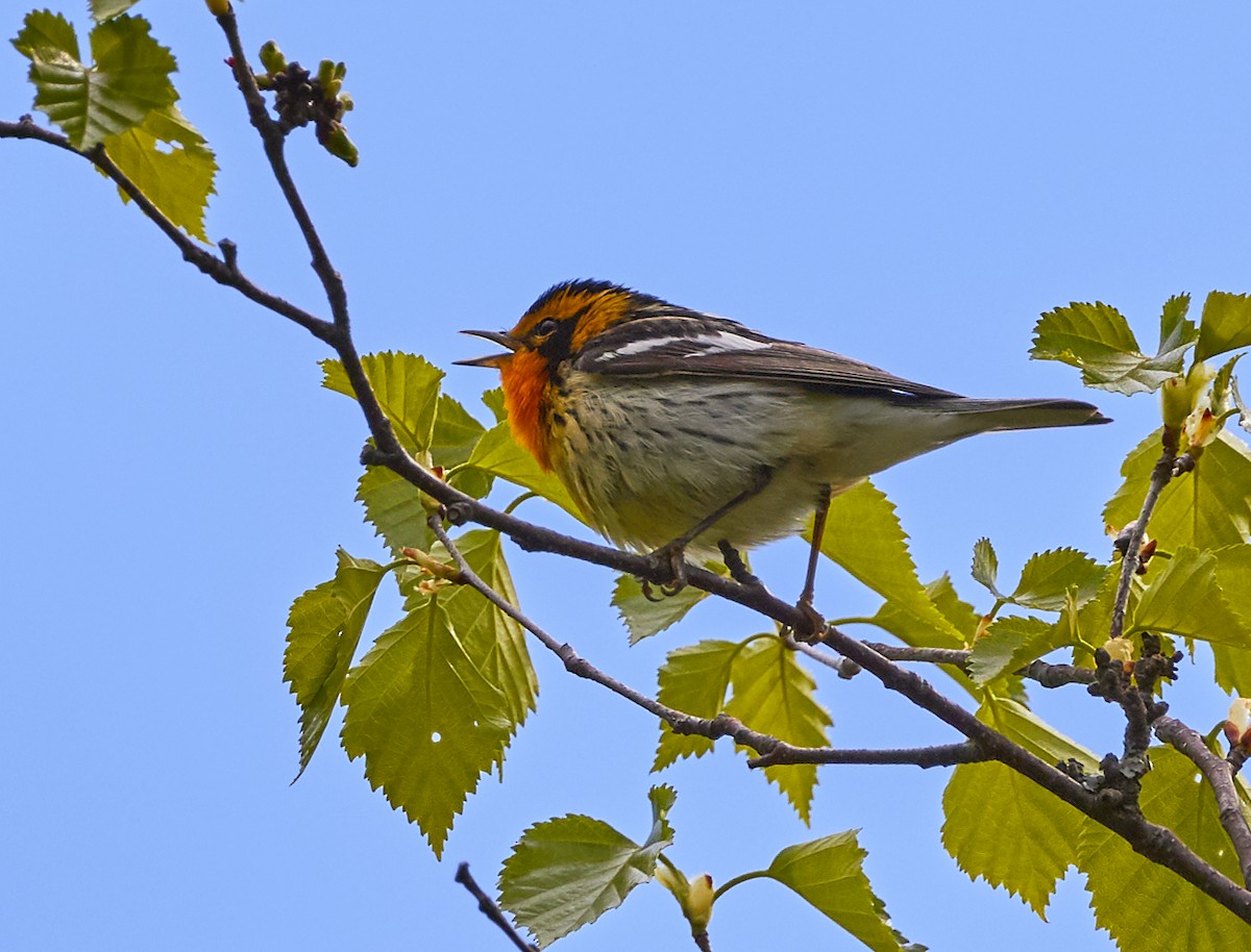Blackburnian Warbler - ML240351881