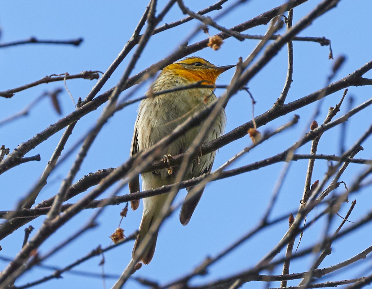 Blackburnian Warbler - ML240351901