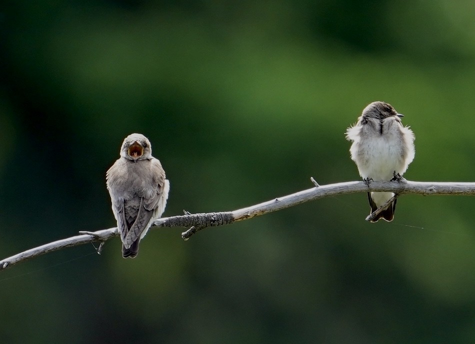 Northern Rough-winged Swallow - ML240352691