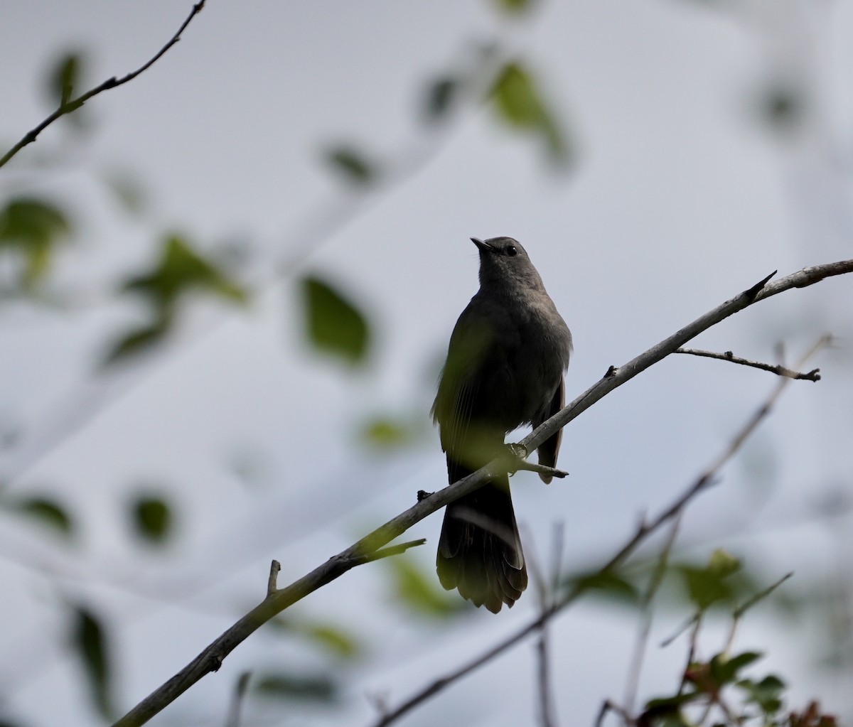 Gray Catbird - ML240352781