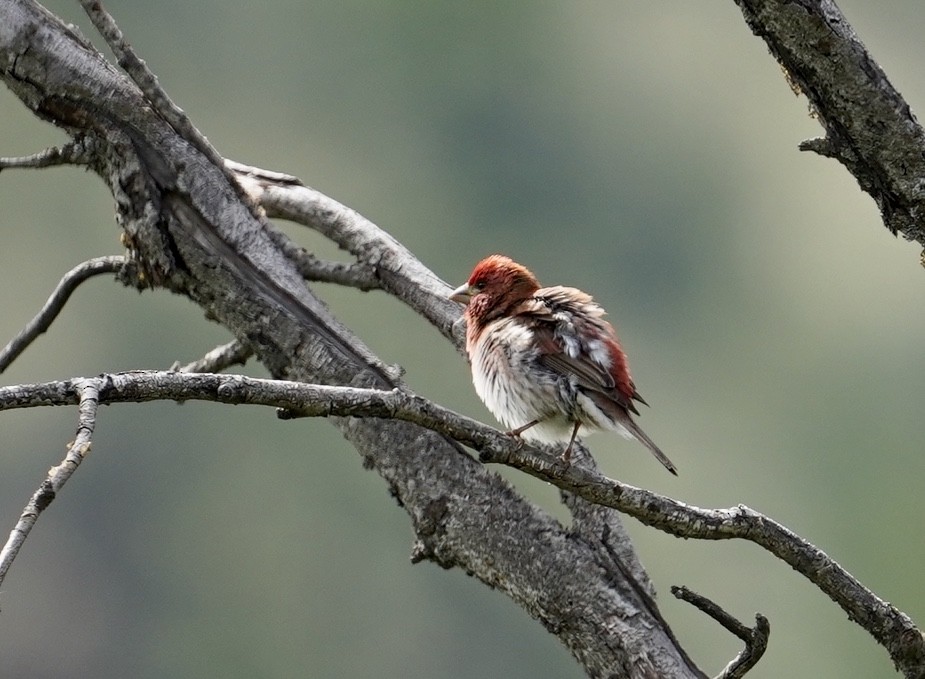 Purple Finch - ML240352841