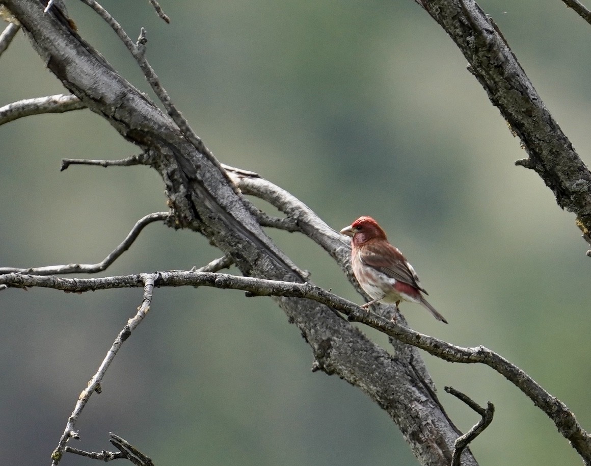 Purple Finch - ML240352851