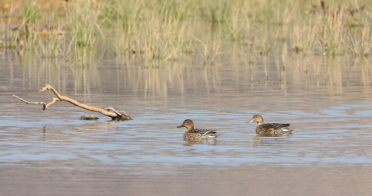 Green-winged Teal - ML240357941