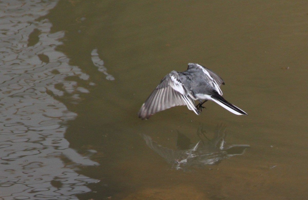 White Wagtail - ML240358281