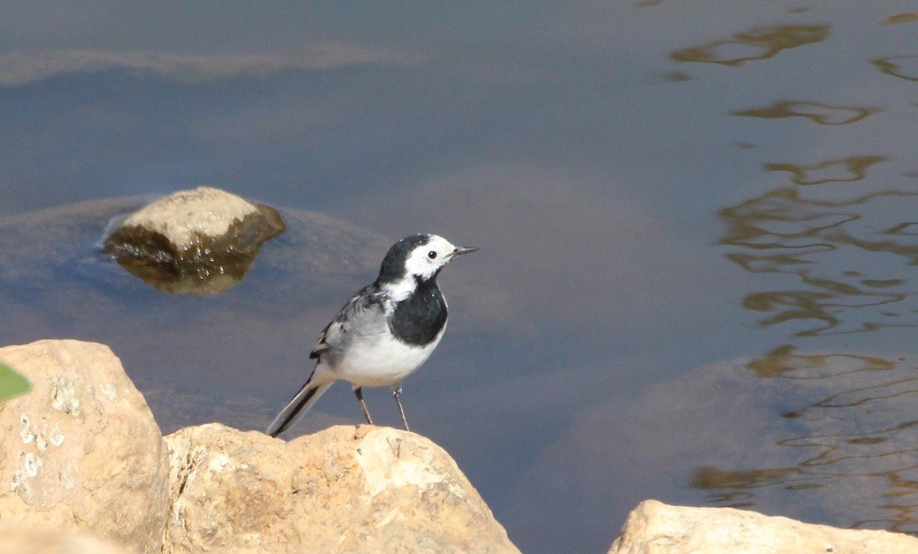 White Wagtail - ML240358291