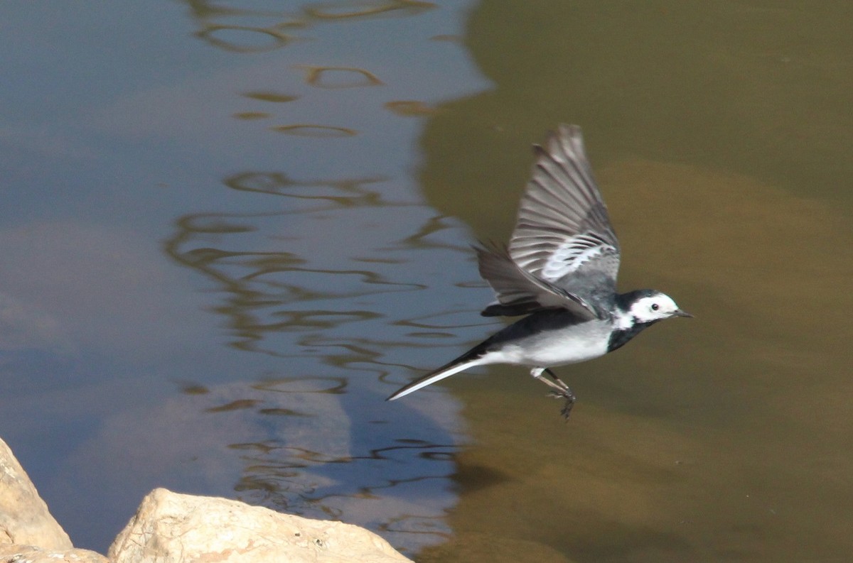 White Wagtail - ML240358301