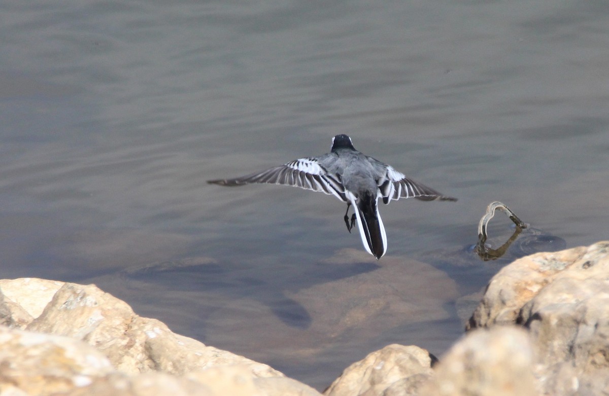 White Wagtail - ML240358311