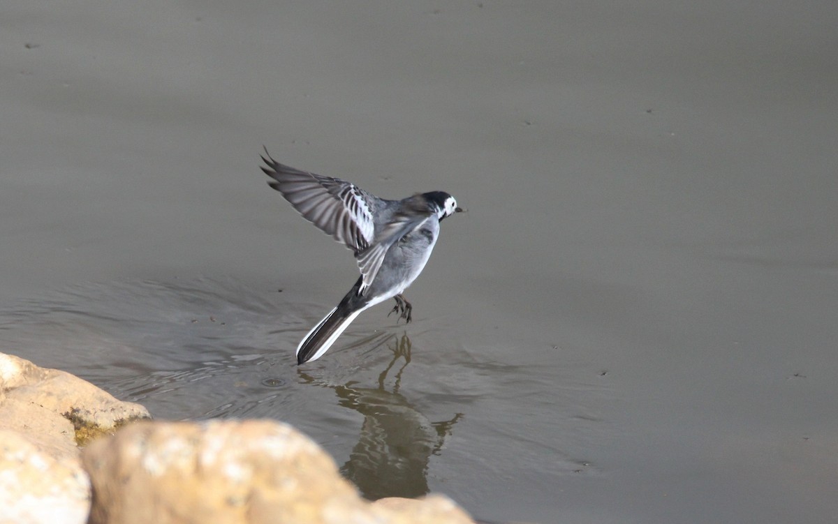 White Wagtail - ML240358321