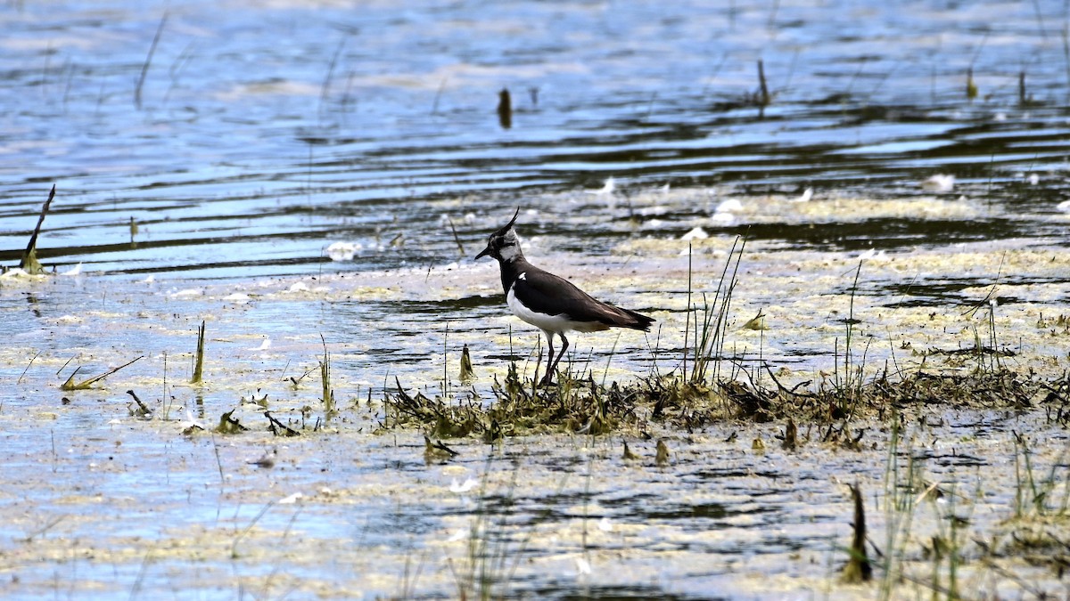 Northern Lapwing - ML240363851