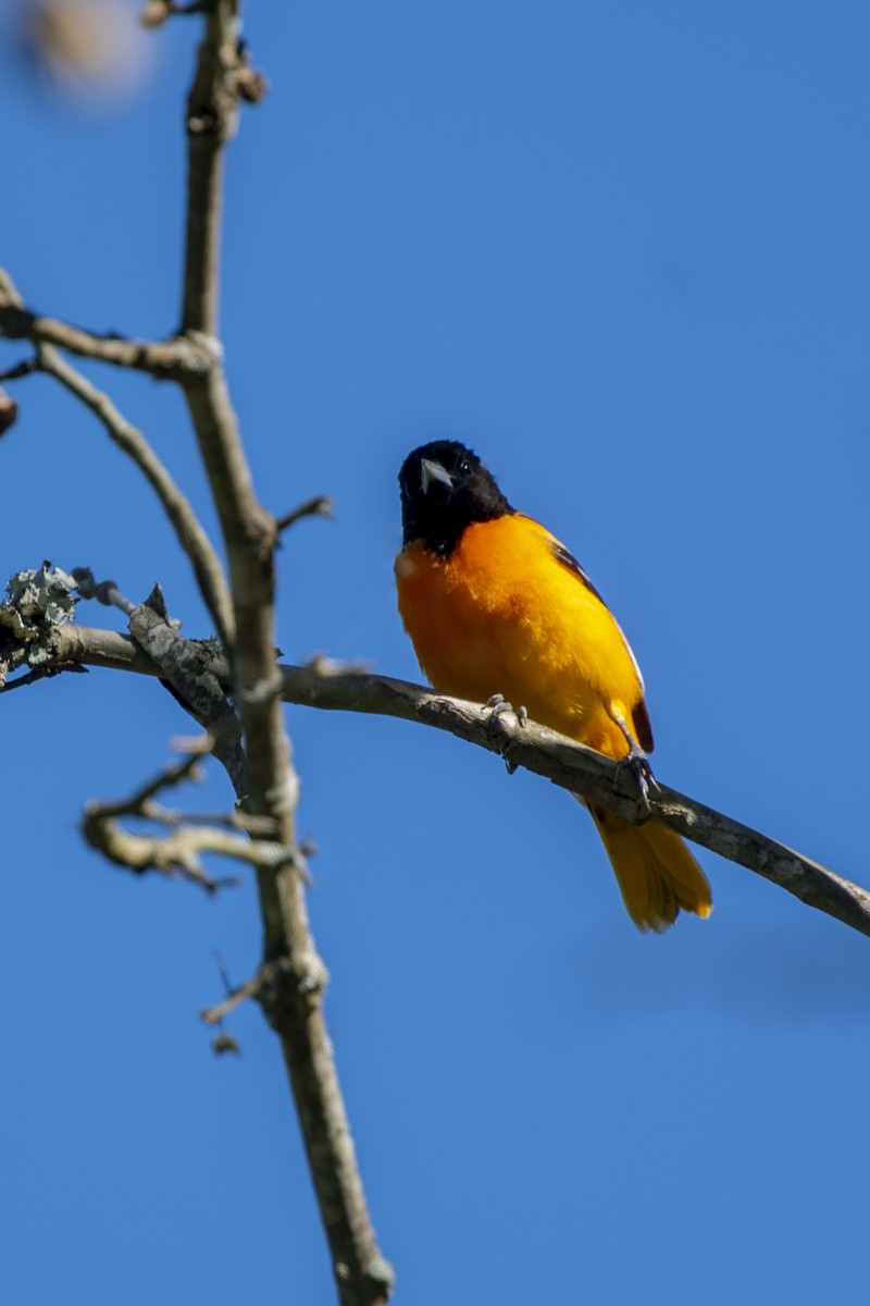 Baltimore Oriole - ML240363881