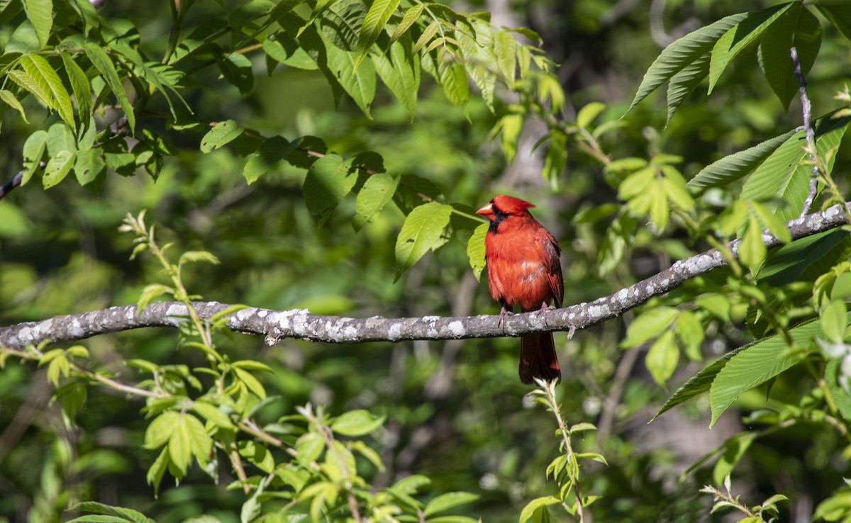 Northern Cardinal - Jen Davis