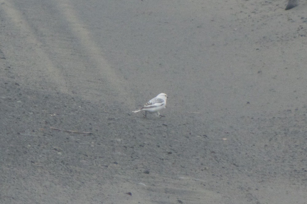 Snow x McKay's Bunting (hybrid) - Cory Gregory