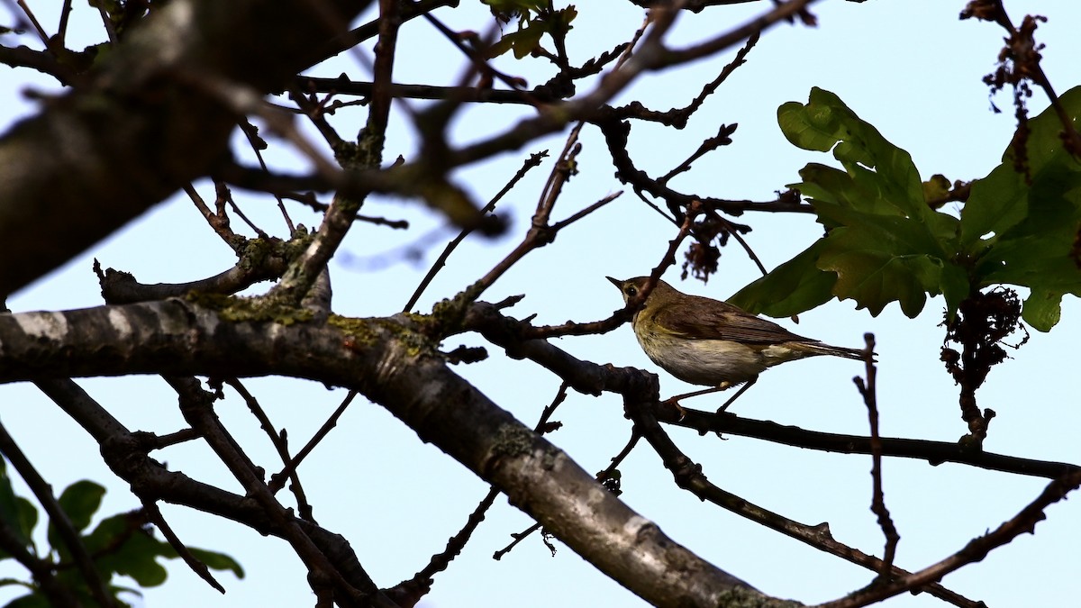 Common Chiffchaff - ML240364311