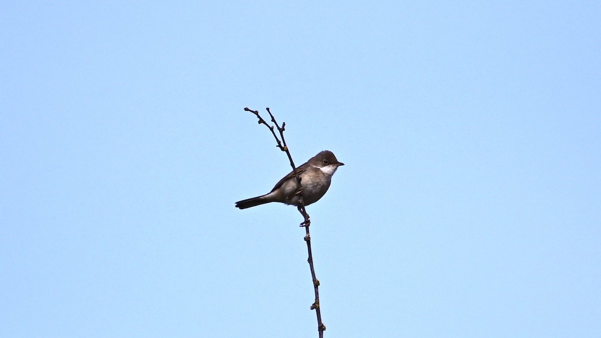 Greater Whitethroat - ML240364511