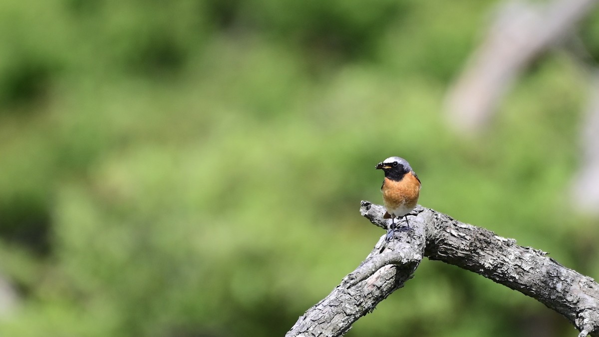 Common Redstart - ML240364651