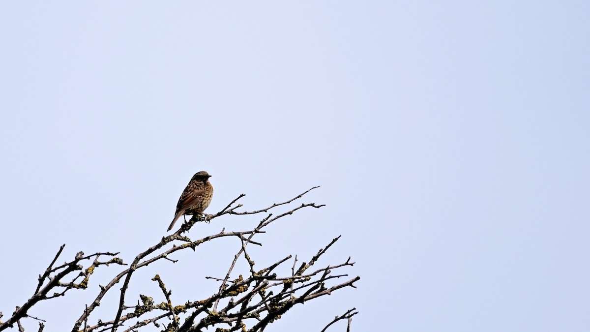 Dunnock - ML240364931