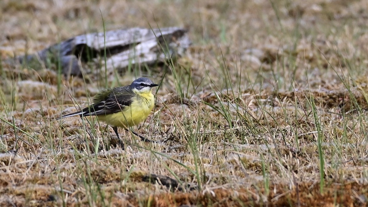 Western Yellow Wagtail - ML240365081