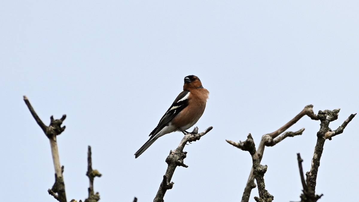 Common Chaffinch - ML240365181