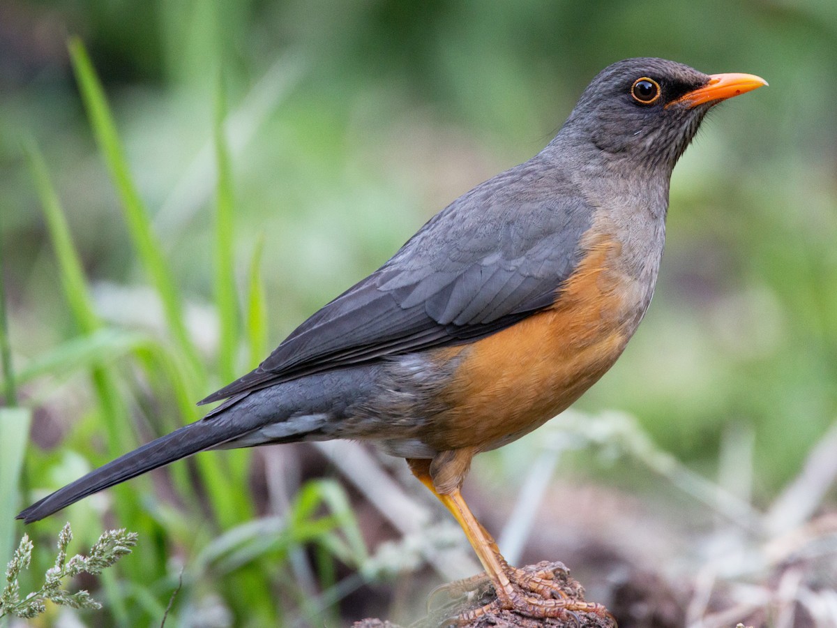 Photos - Abyssinian Thrush - Turdus abyssinicus - Birds of the World
