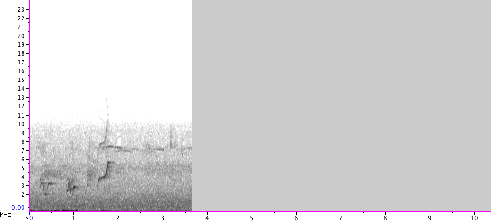 Western Flycatcher (Pacific-slope x Cordilleran Flycatcher) - ML240366191