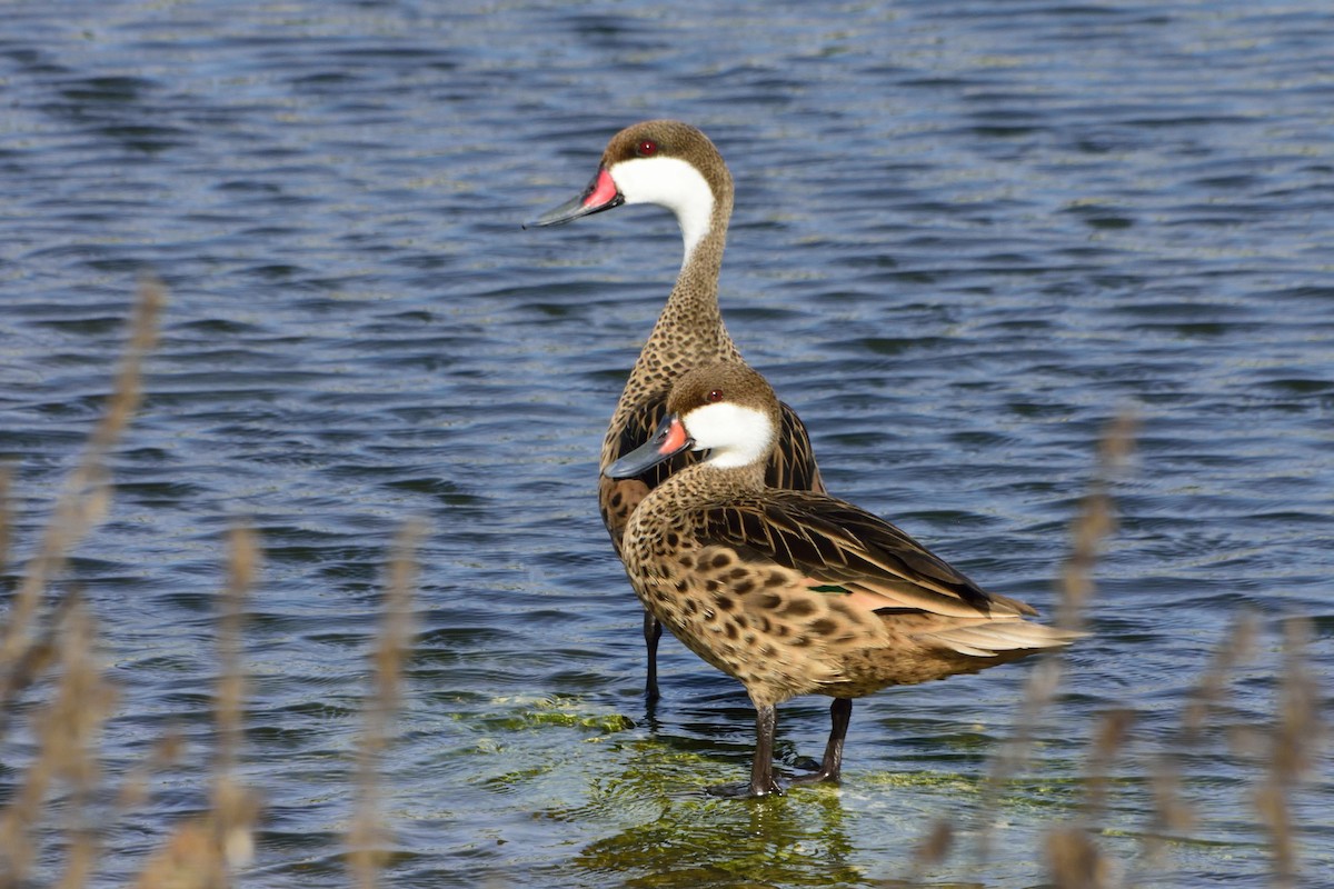 White-cheeked Pintail - ML240366201
