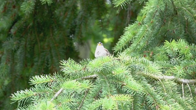 White-crowned Sparrow - ML240366351