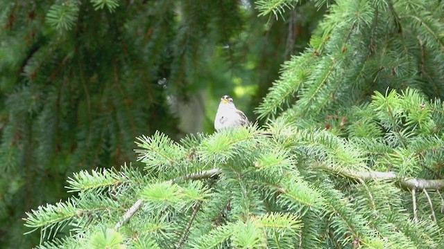 Bruant à couronne blanche - ML240366351