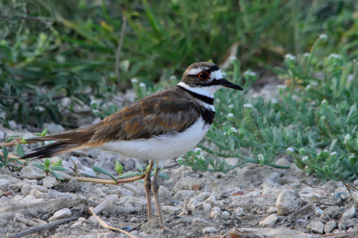 Killdeer - ML240366441