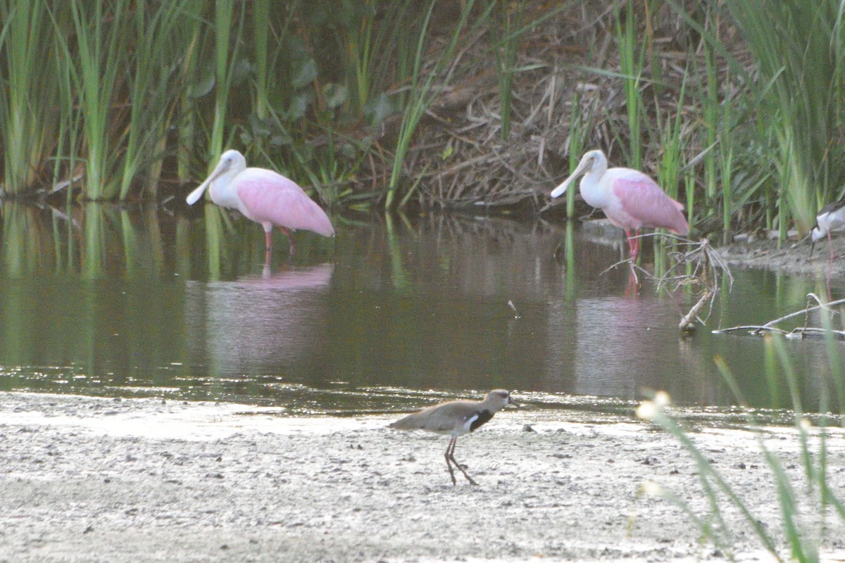 Roseate Spoonbill - ML240366501