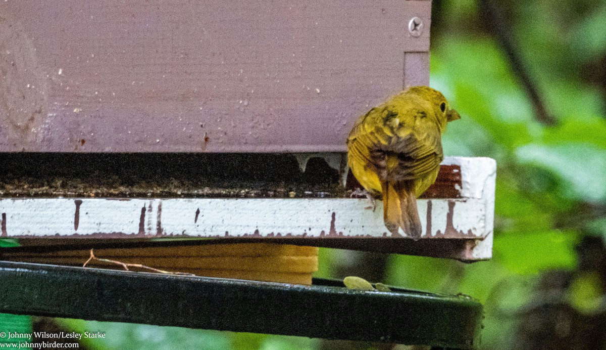 Summer Tanager - ML240366541