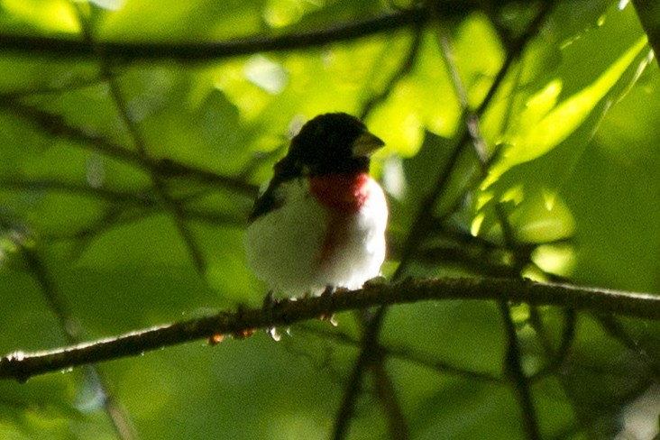 Rose-breasted Grosbeak - ML240368981